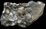 Iridescent Hoploscaphites Ammonite - South Dakota #34175-2